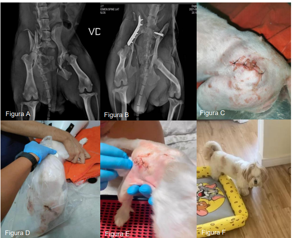 PDF) POTENCIAL TERAPÊUTICO DO OZÔNIO NA MEDICINA VETERINÁRIA INTEGRATIVA