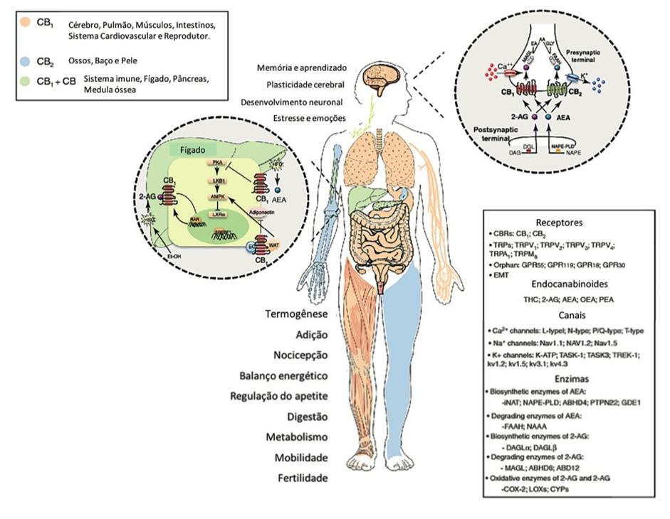 O mundo da Cannabis - O sistema Endocannabinoid